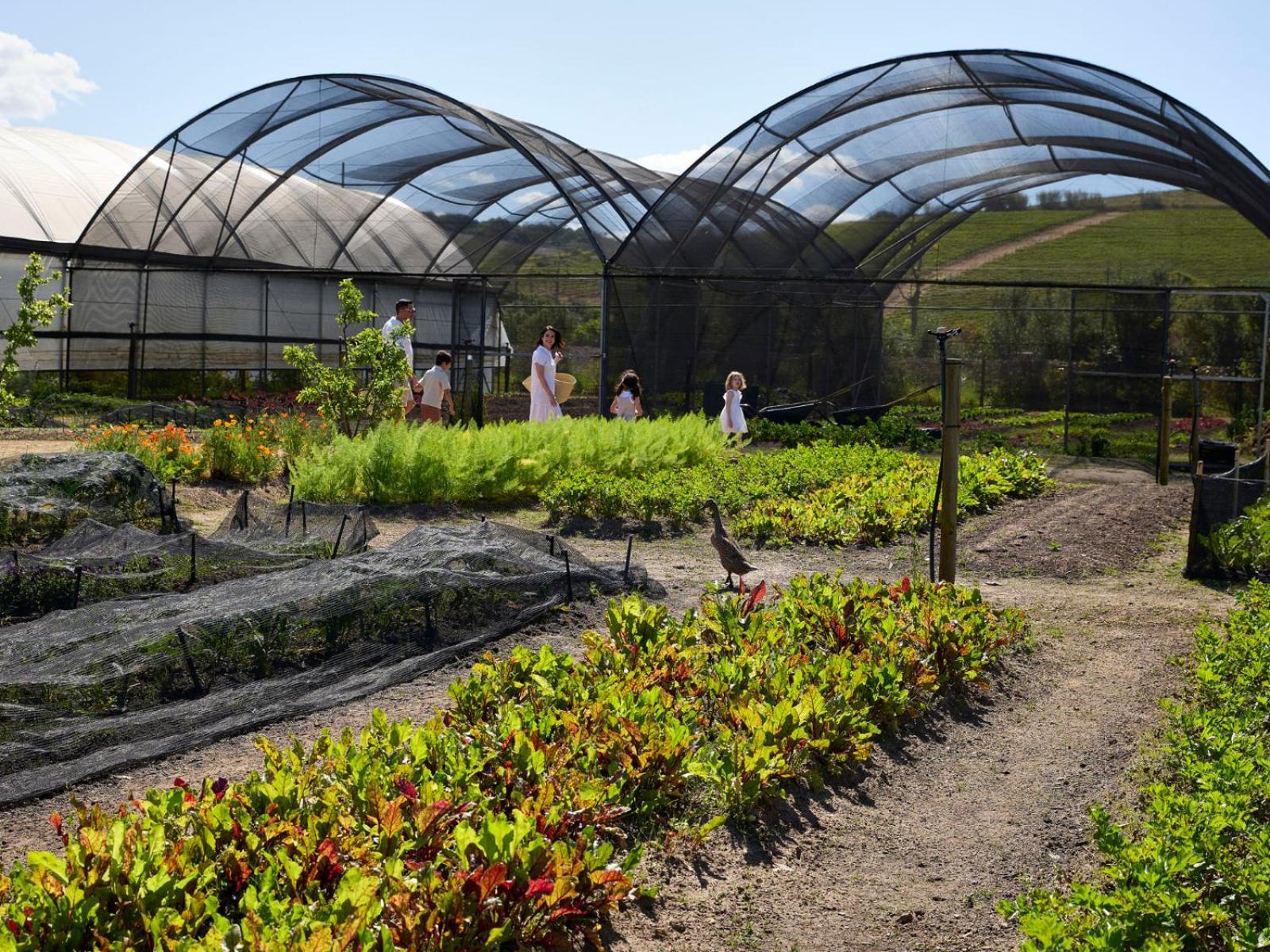 Spier Hotel And Wine Farm Стелленбос Екстер'єр фото